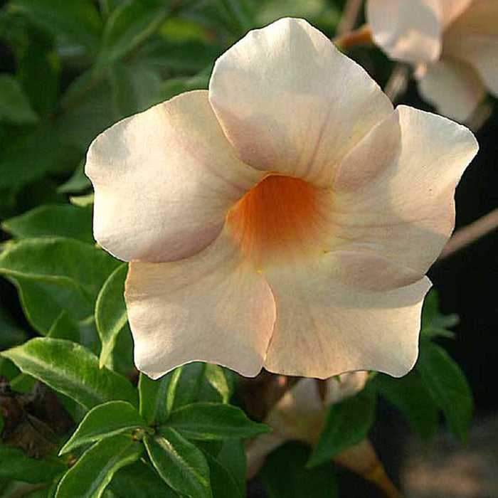 Allamanda biscuit - Flowering Plants