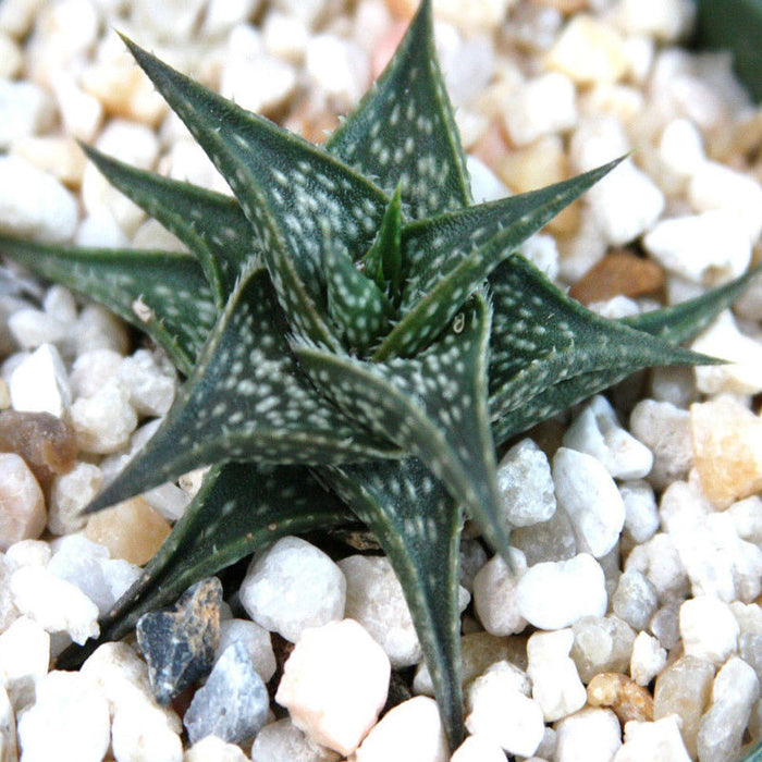 Aloe Descoingsii -Gift Plants