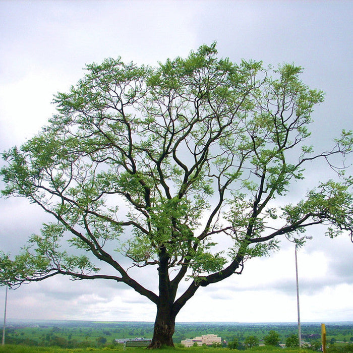 Kalpa Vriksha - Avenue Trees