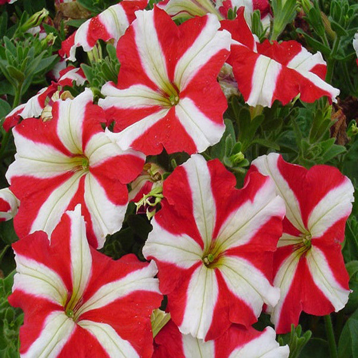 Petunia Red and White - SEASONALS