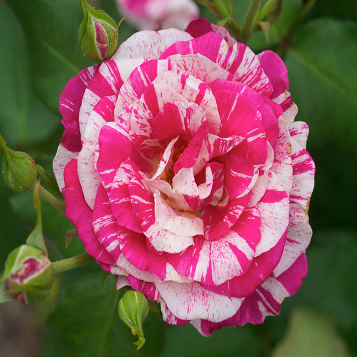 Julio Rose/Osiria Candlestripe Rose - Flowering Plant