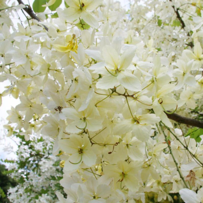 White Cassia Fistula / Rainbow Shower Tree - Avenue Trees