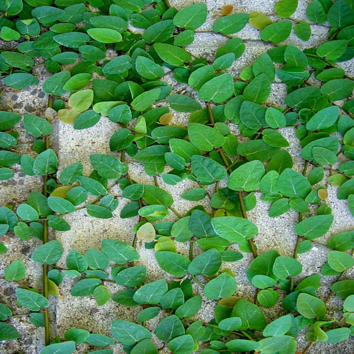 Wall Creeper/Ficus pumila - Creepers & Climbers