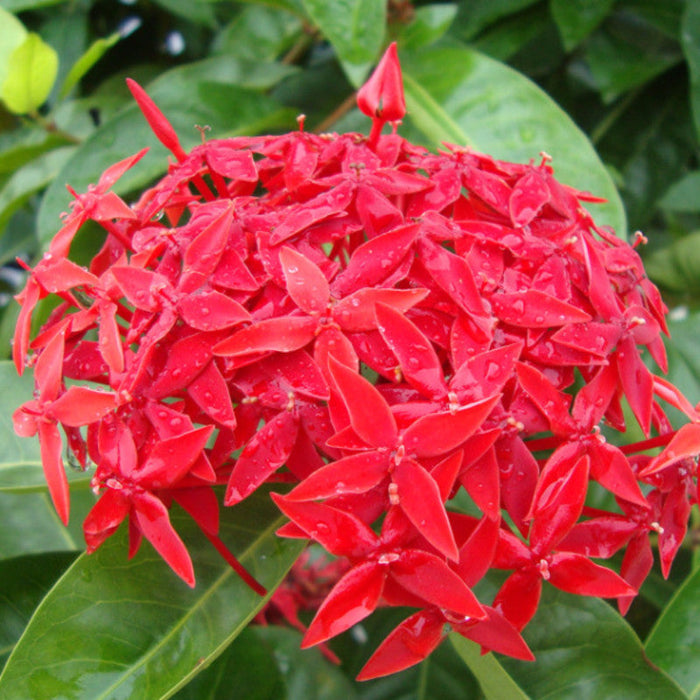 Ixora singapuri-hybrid-red - Flowering Shrubs