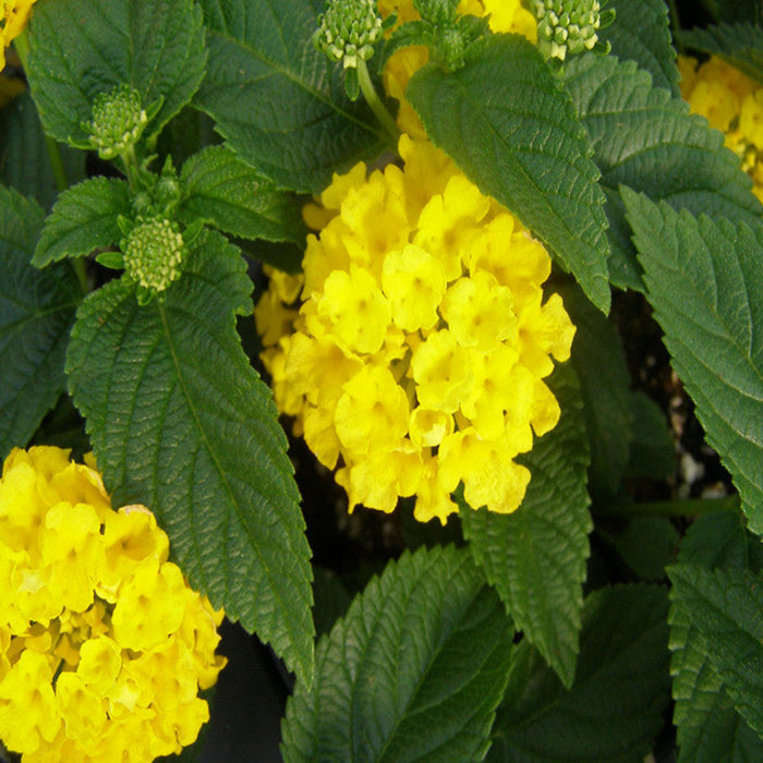 Lantana Yellow - Flowering Shrubs