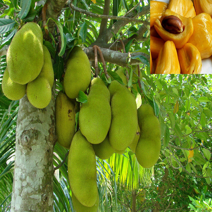 Jack fruit-Honey Panasa(Grafted) - Fruit Plants & Tree