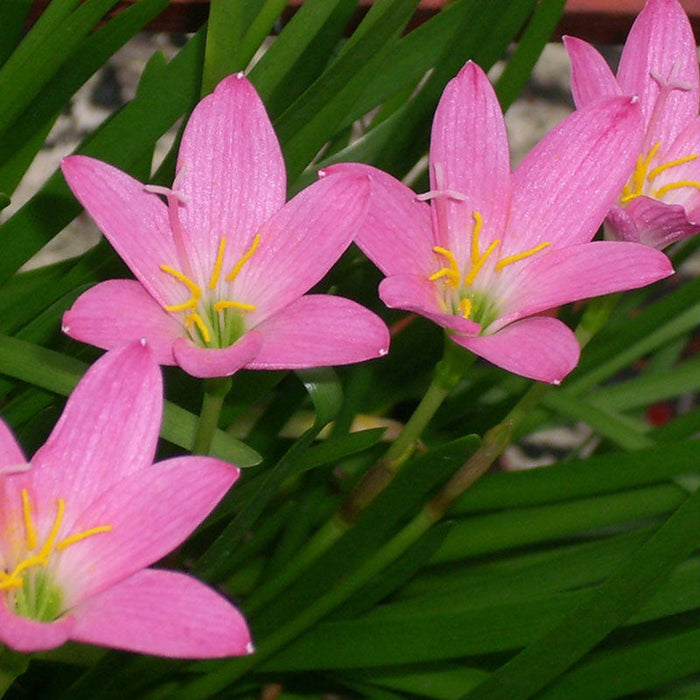 Rain lily Pink- Flowering Plants