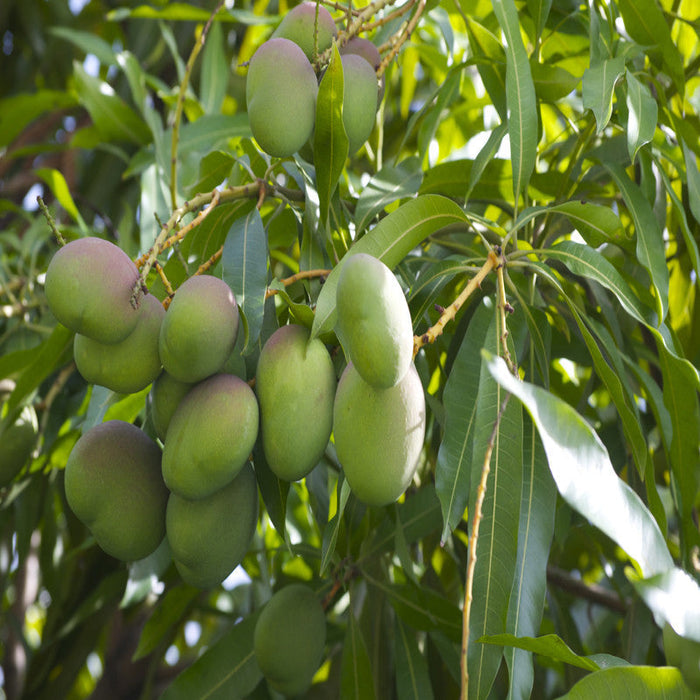 Mango Neelam(Grafted) - Fruit Plants & Tree