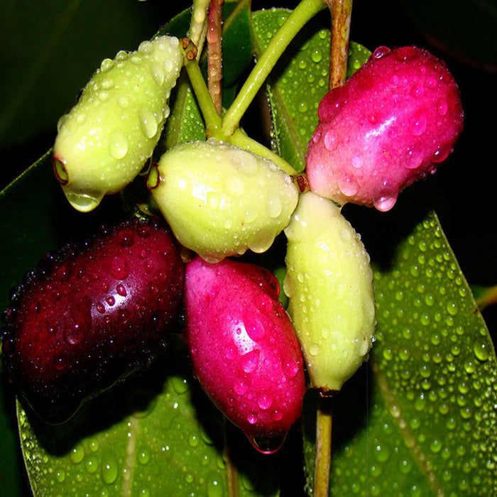 Jambolan Badoli (Grafted)- Fruit Plants & Tree