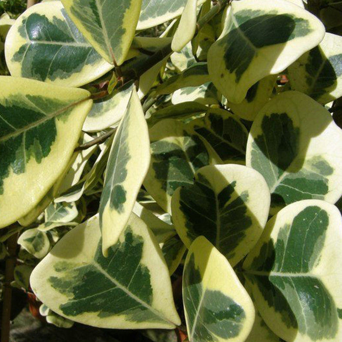 Ficus Triangularis variegata -Indoor/Outdoor-Ornamental Plants