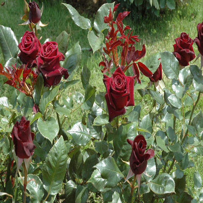 Maroon Rose - Flowering Plants