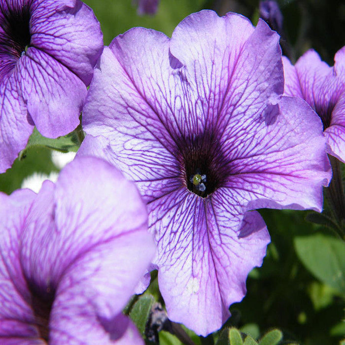 Petunia Light purple - SEASONALS