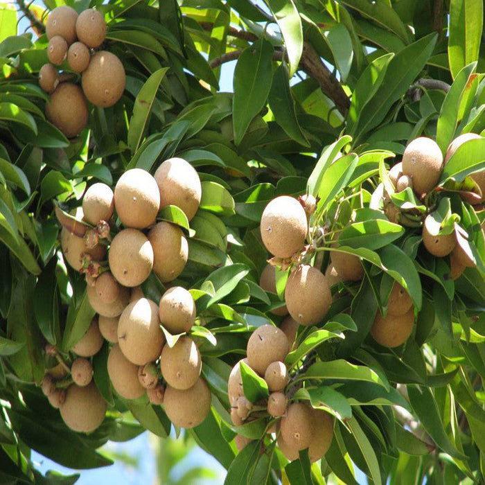 Chikoo-Pala(Grafted)- Fruit Plants & Tree |Sapotoa Chikoo |