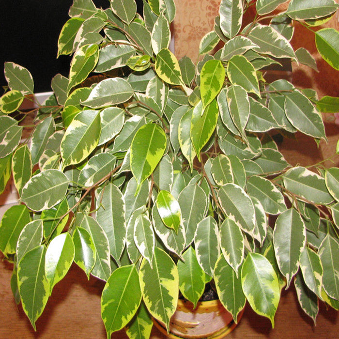 Ficus Bushy King- Ornamental Shrubs