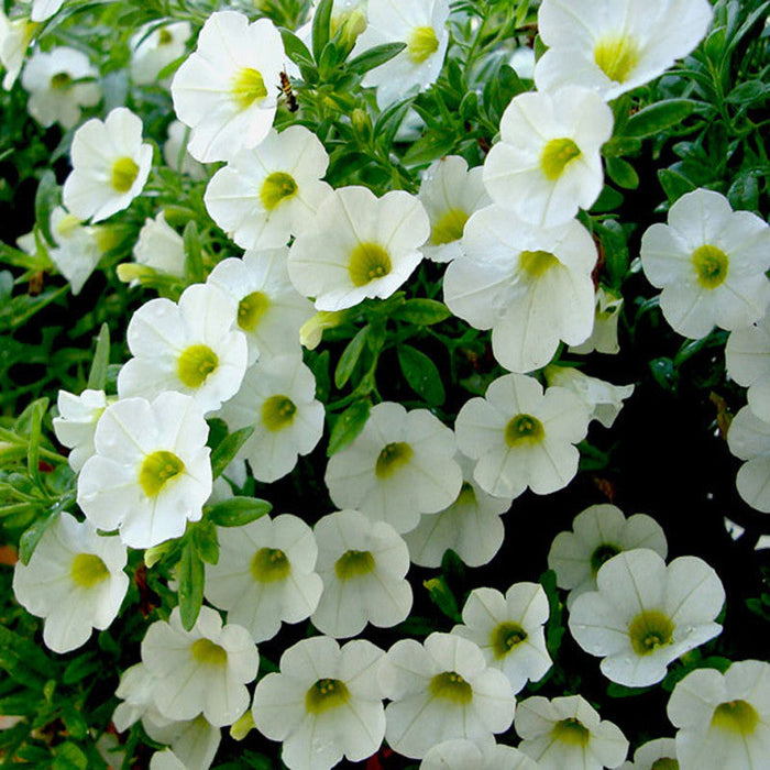 Petunia White - SEASONALS