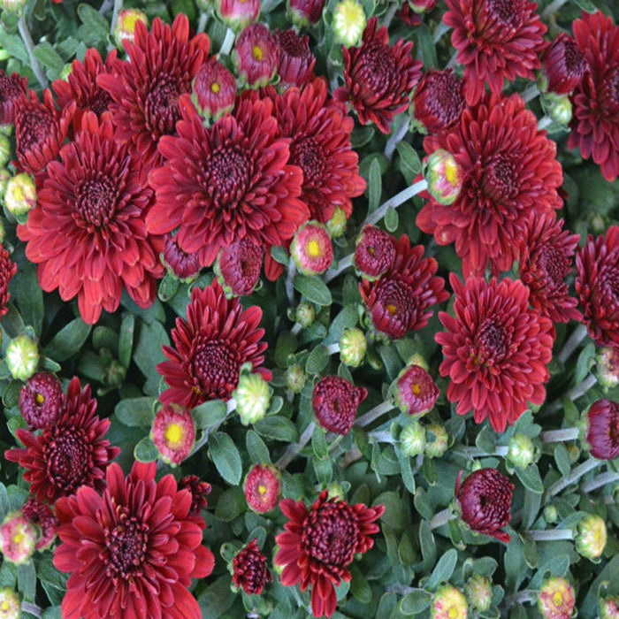 Chrysanthemum Dark Red - SEASONALS