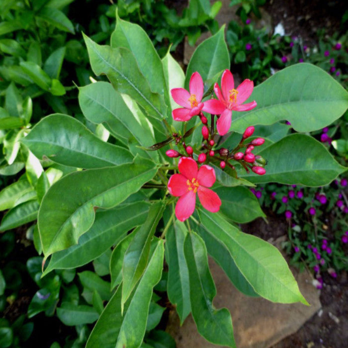 Jatropha red - Flowering Shrubs