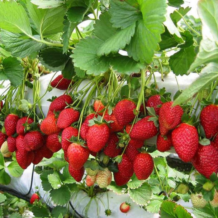 Strawberry  - Fruit Plants & Tree