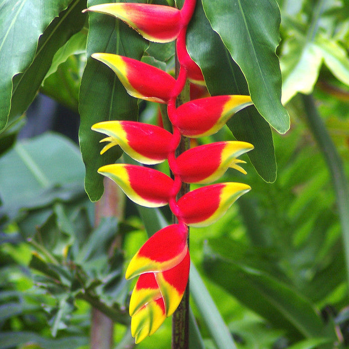 Heliconia Rostrata - Flowering Plants