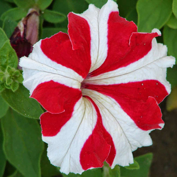 Petunia Red and White - SEASONALS