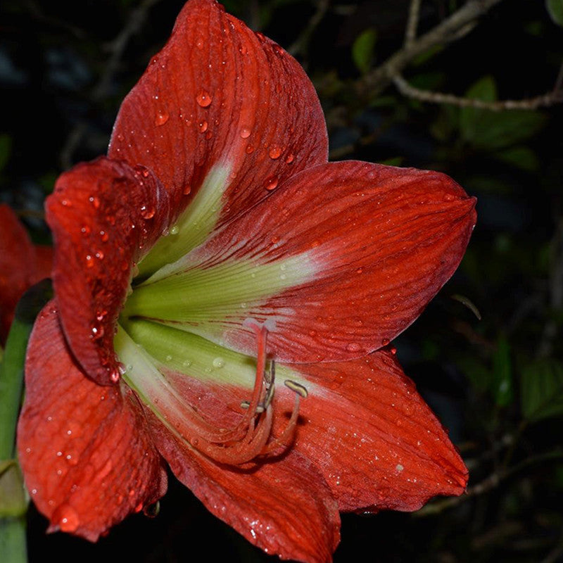 red lily