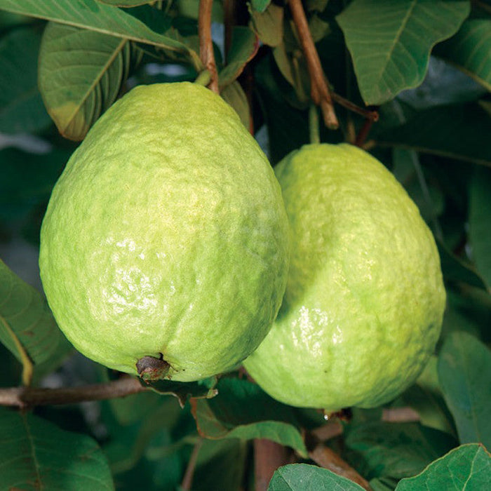 Guava Kg Guava - Fruit Plants & Tree | 1kg Guava|