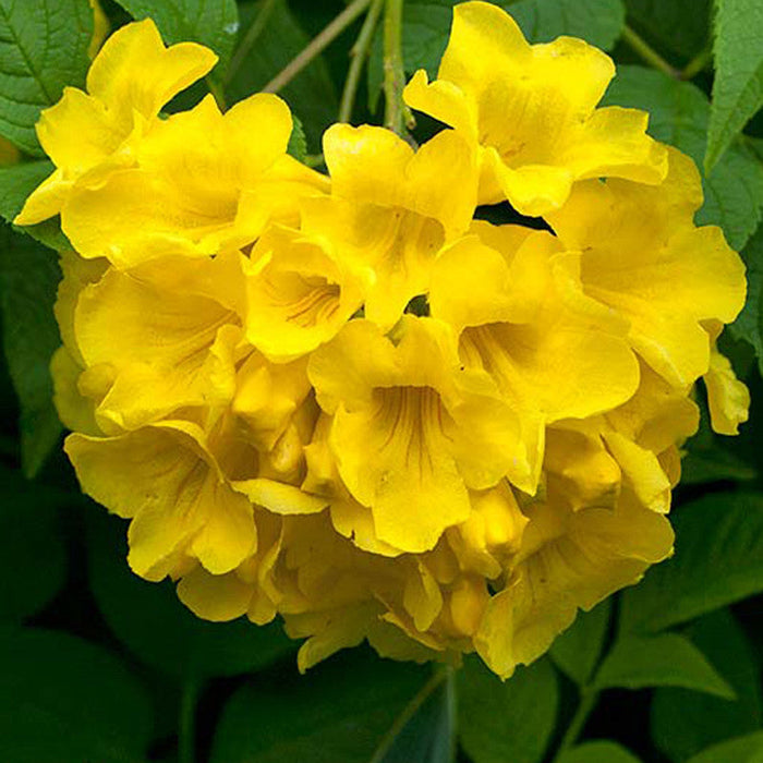 Tecoma gaudichaudi/Yellow Bells- Flowering Shrubs
