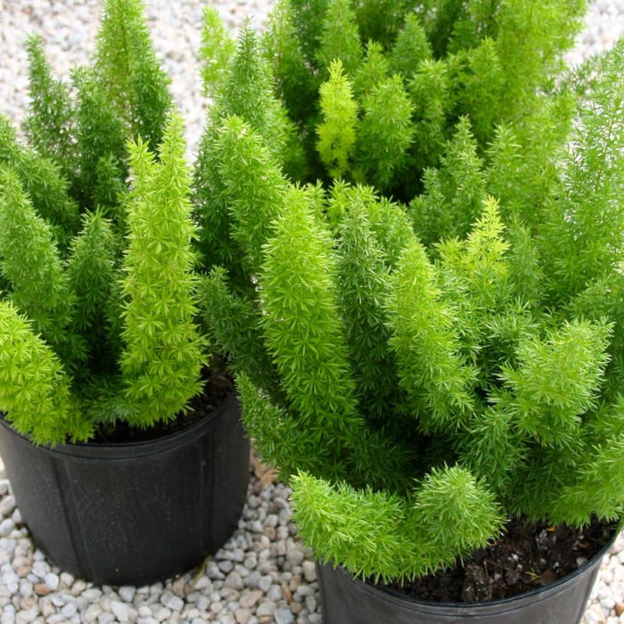 Fox Tail Asparagus/Asparagus Meyeri - Indoor Plants