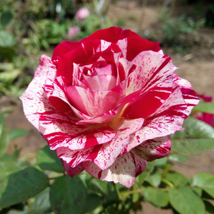 Julio Rose/Osiria Candlestripe Rose - Flowering Plant