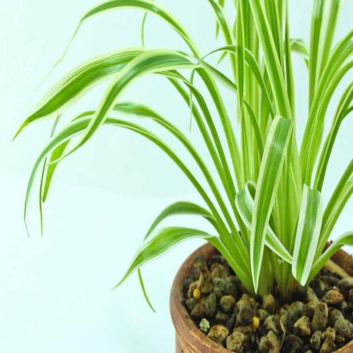 Chlorophytum comosum/Spider Plant - Indoor Air-Purifying
