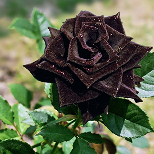 Black Rose Plant