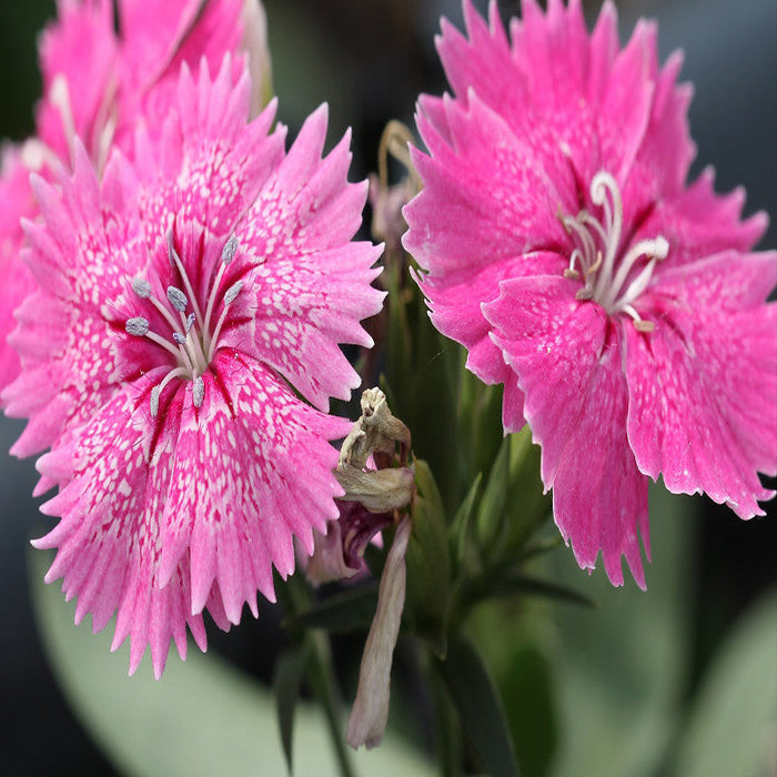 Dianthus Pink - SEASONALS