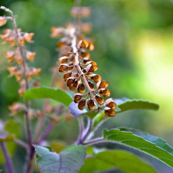 Sree Krishna Tulasi - Auspicious Plant