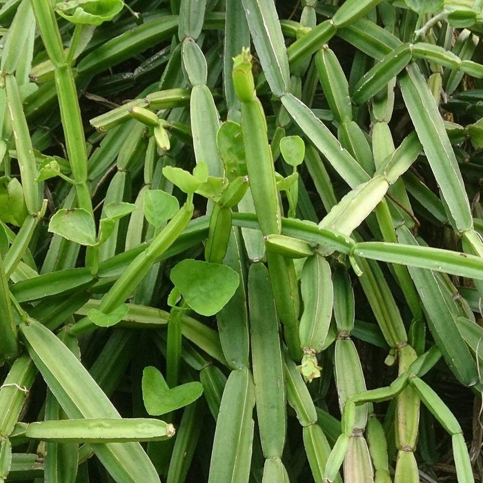Cissus quadrangularis - Herb Plants