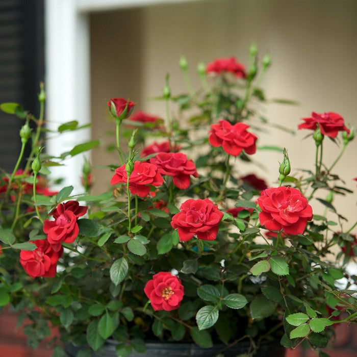 Rosa Hybrida Dwarf Red - Flowering Plants