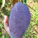 Black stone mango Fruit Plant