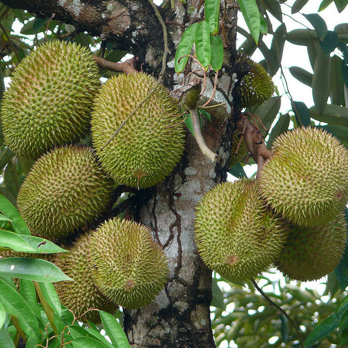 Durian Fruit - Fruit Plants & Tree