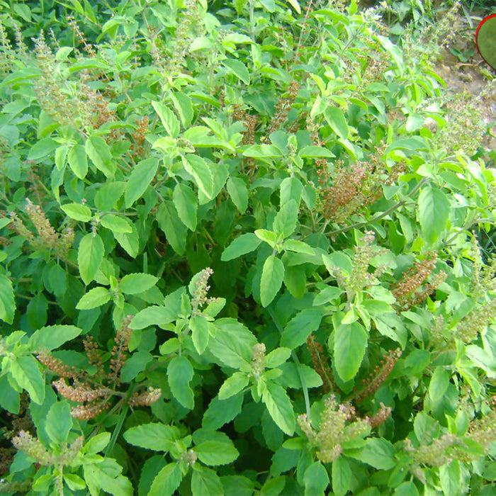 Sree Lakshmi Tulasi - Auspicious Plant