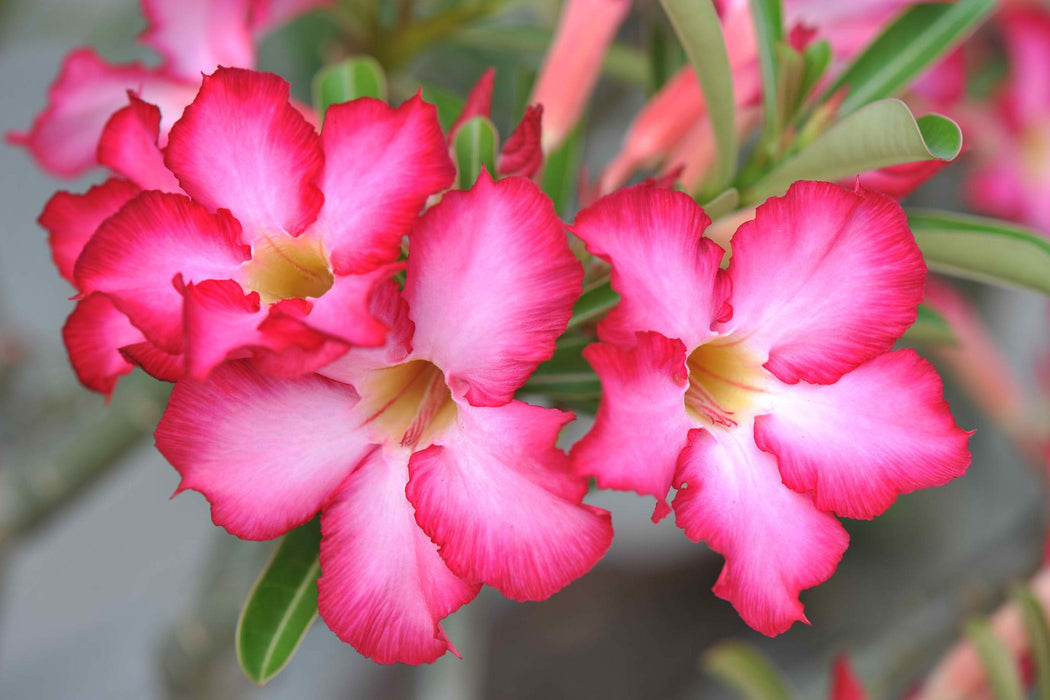 Adenium Baby Pink - Flowering Plants