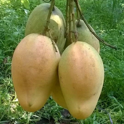 BARI-11 Mango Plant - Grafted |PlantsMarket|