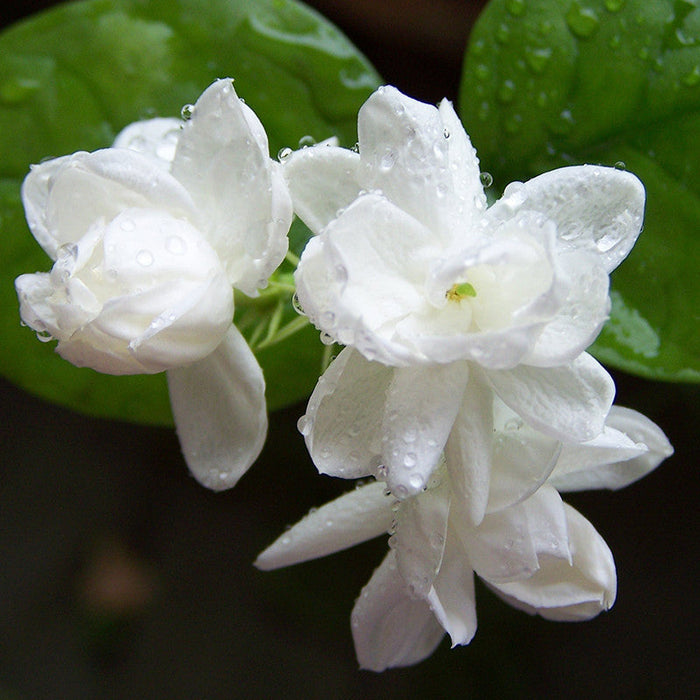 Jasmine Mini/Mogra - Flowering Shrubs