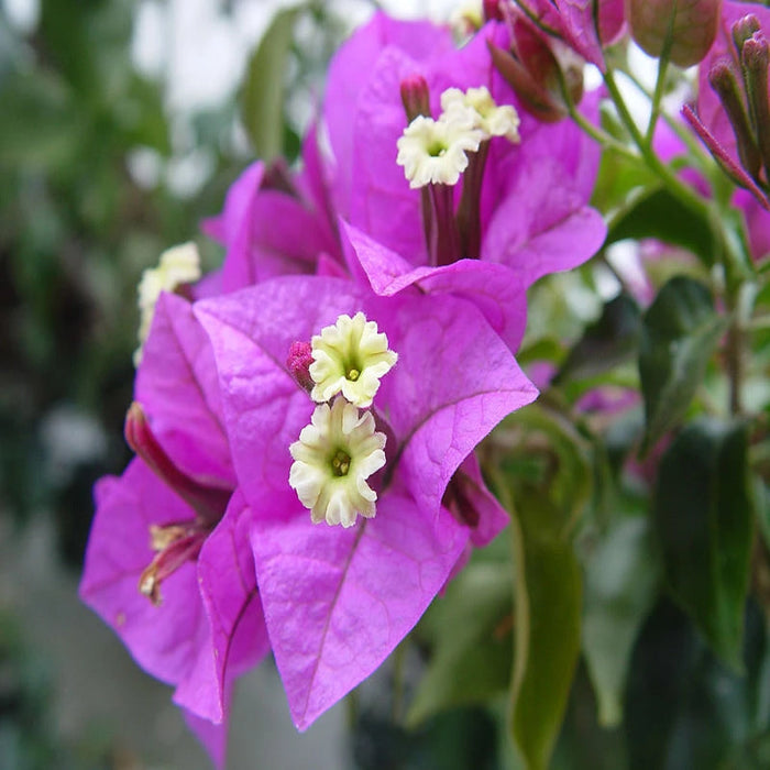 Bougainvillea Glabra (Formosa)- Flowering shurbs