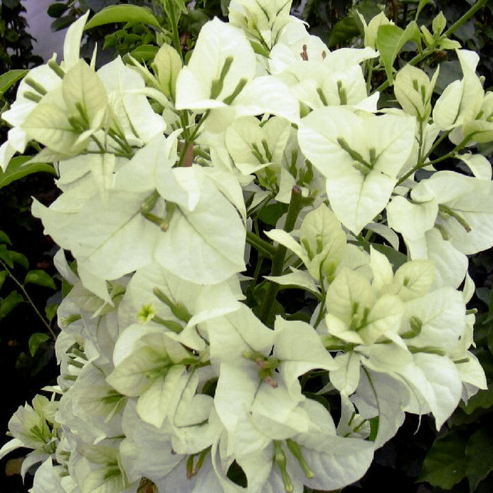 Bougainvillea White - Flowering Shrubs