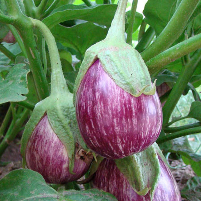 Brinjal Violet-Vegetable Seeds