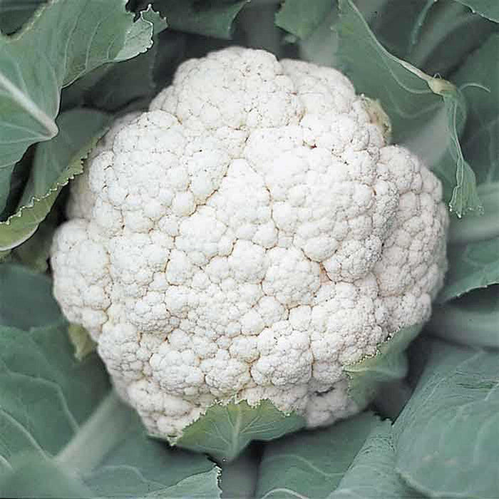 Cauliflower Shreya F1 HYB-Vegetable Seeds
