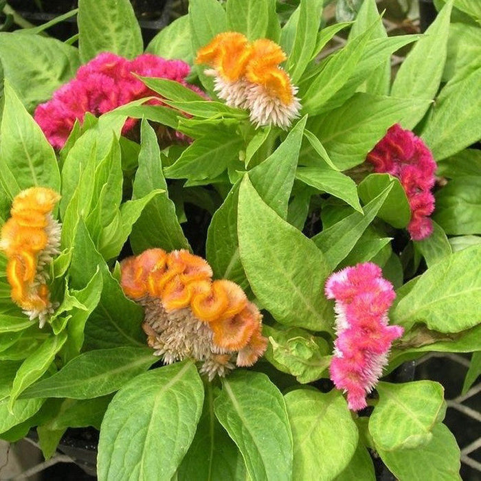 Celosia -Flower Seeds