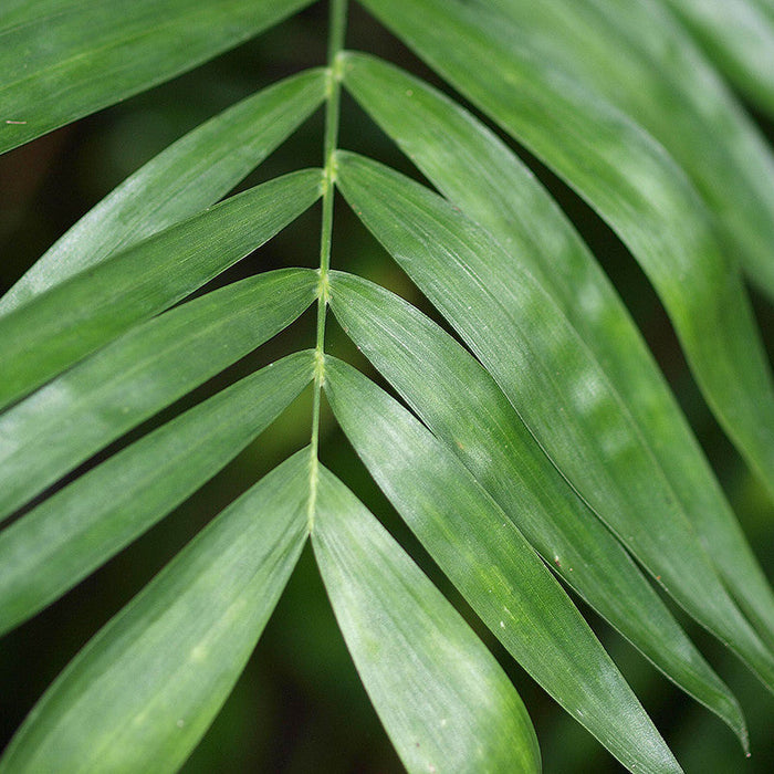 Chamaedorea Seifrizii/Bamboo Palm - Indoor Air-Purifying