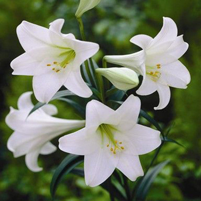 Amaryllis Lily, White - Flowering Plants