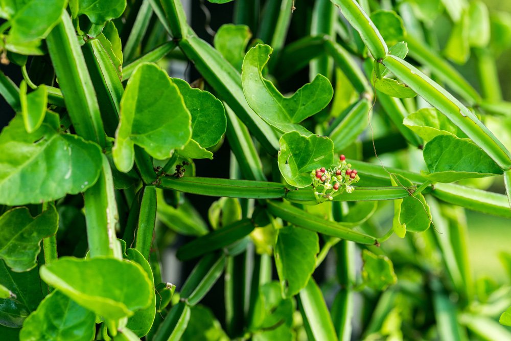 Cissus quadrangularis - Herb Plants