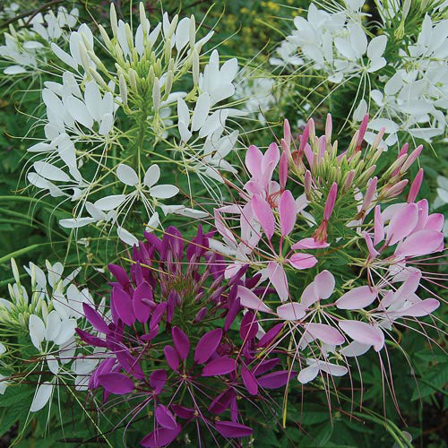 Cleome Spinosa Mixed Colors Flower Seeds